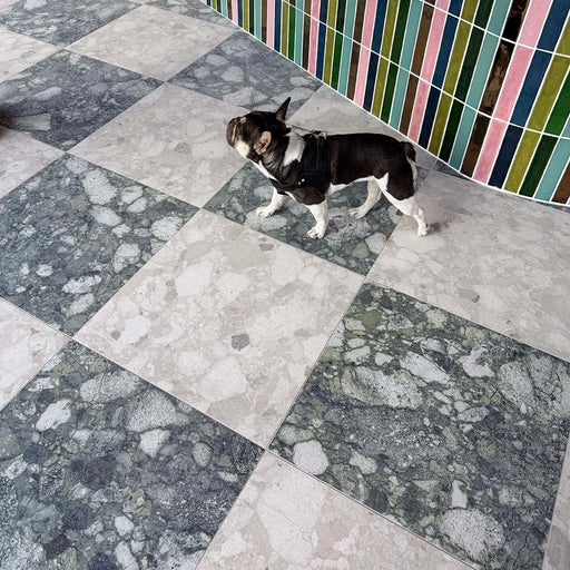 Interior space featuring Venice Ivory terrazzo tiles in a matt finish, 60x60cm, laid in a diamond floor pattern, showcasing soft ivory and grey stone fragments, with a small dog adding scale and character.