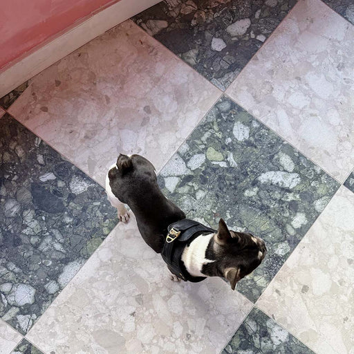 Interior space featuring Venice Ivory terrazzo tiles in a matt finish, 60x60cm, laid in a diamond floor pattern, showcasing soft ivory and grey stone fragments, with a small dog adding scale and character.